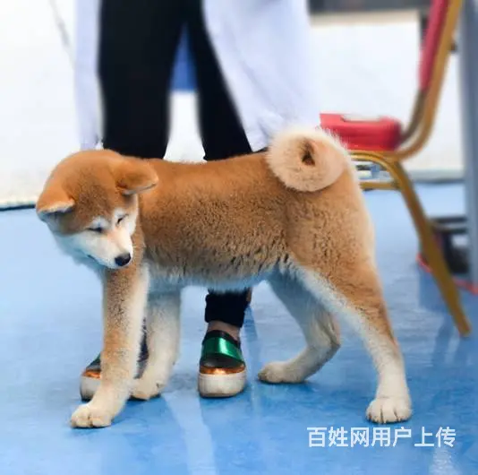 专业繁殖基地售纯种日系秋田犬 冠军犬的后代 - 图片 3