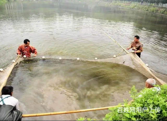 供应各类淡水鱼苗/放生鱼苗/观赏鱼苗等大小规格鱼苗 - 图片 2