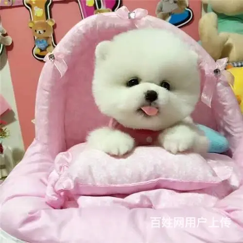 纯种赛级博美犬，国际血统品相好 - 图片 9