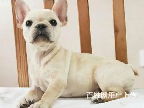 售纯种法国斗牛犬幼犬 法牛犬三针齐全已驱虫 - 图片 5