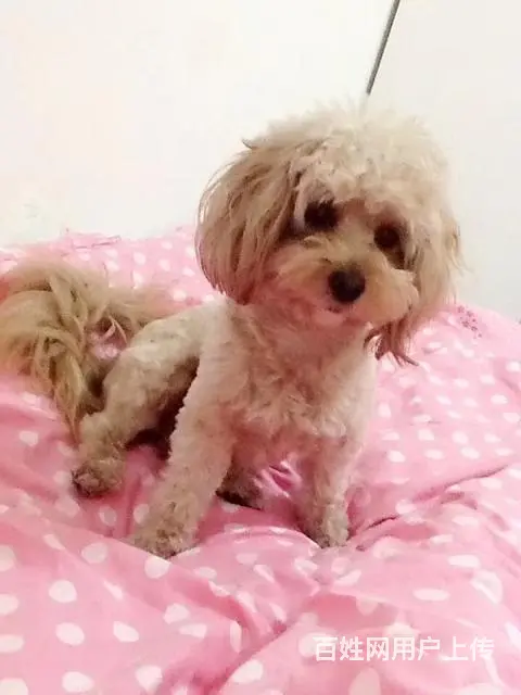 寻找爱犬 - 图片 4
