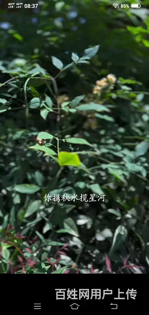急急诚售金盘07好小区金碧雅苑2房精装南北通透彩光极佳 - 图片 9