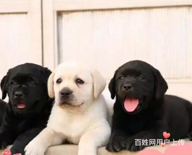 求幼犬领养，可以小付费用 - 图片 1