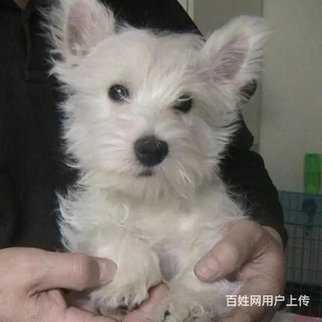 巢湖【十年老店】常年繁殖优质血统西高地幼犬 - 图片 7