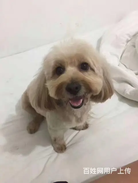 寻找爱犬 - 图片 2