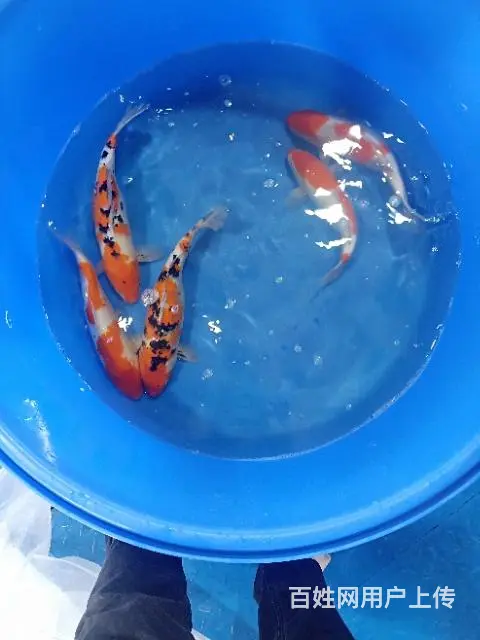 苏州永乐锦鲤大量出售锦鲤鱼 - 图片 11