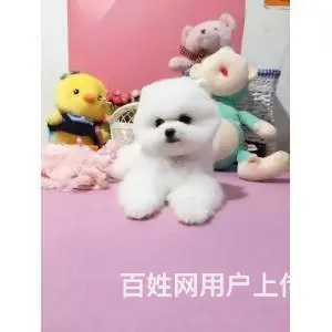 邢台比熊怎么卖 纯种比熊 家养比熊 疫苗齐全 - 图片 11