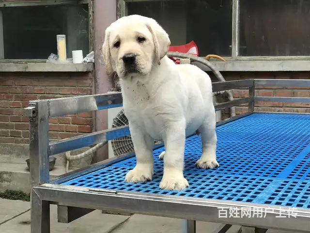 纯种拉布拉多幼犬冠军级后代保健康签协议带证书 - 图片 3