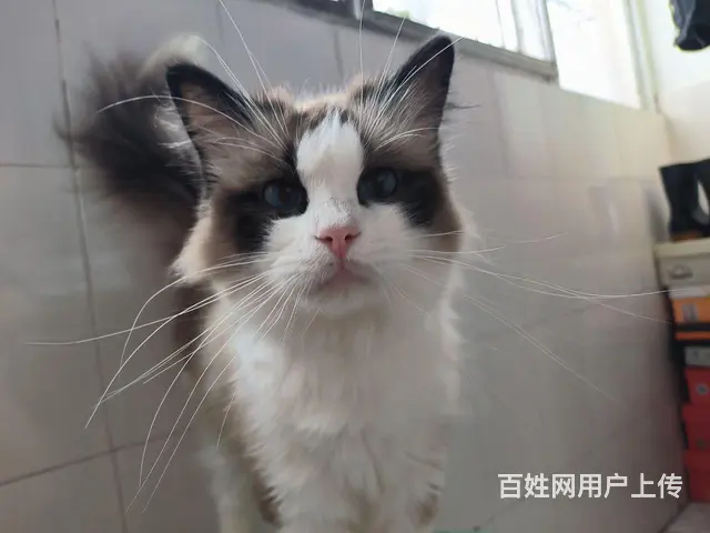 布偶猫咪找新家 - 图片 2