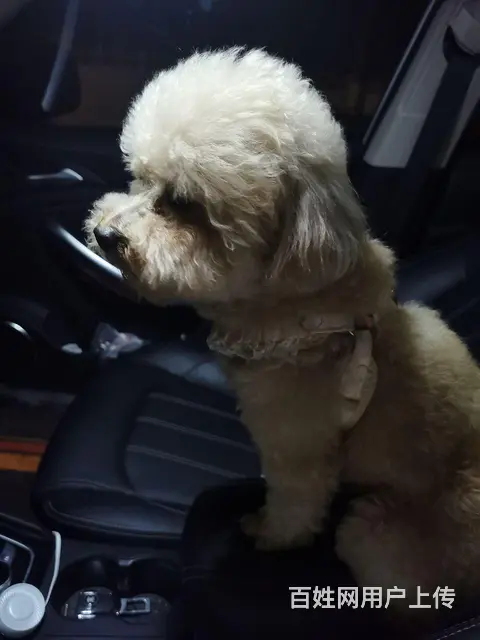 泰迪犬 - 图片 3