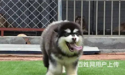 邢台本地出售家养阿拉斯加犬 纯种阿拉斯加 疫苗齐全 - 图片 8