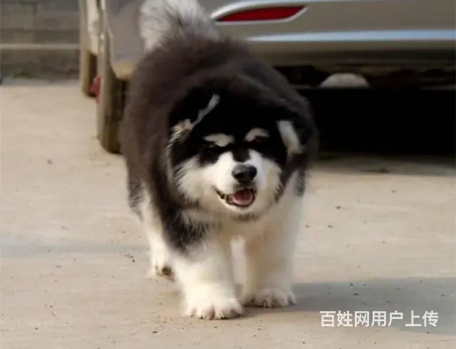 直销阿拉撕加幼犬 健康纯种 支持上门可送货无中介! - 图片 6