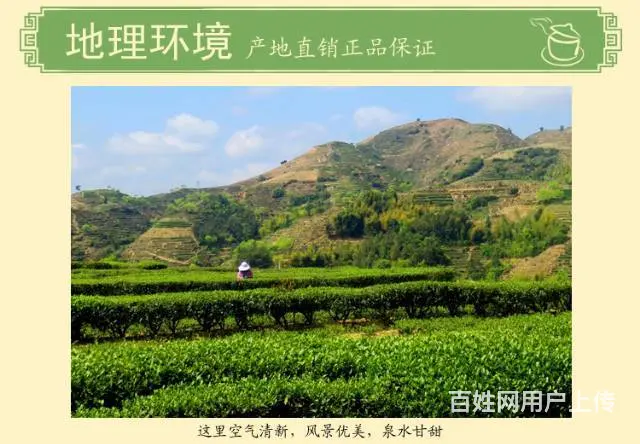 茶农自产自销价格实惠正品茶叶买1送1兼梨花木茶盘 - 图片 3