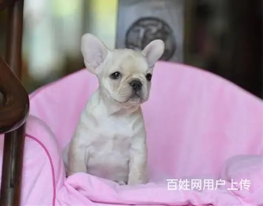 纯正法国斗牛犬，专业繁殖血统纯正，三年质保协议 - 图片 3