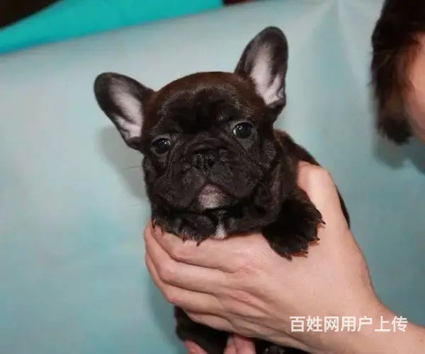 精品法牛犬出售 品相极佳 可视频选狗可上门看狗 - 图片 4