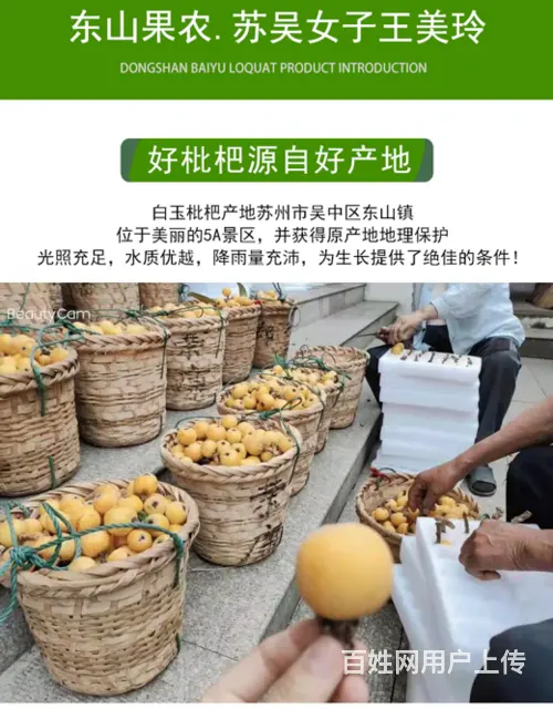 84颗中大果.本地苏州东山白玉白沙枇杷新鲜采摘 - 图片 7