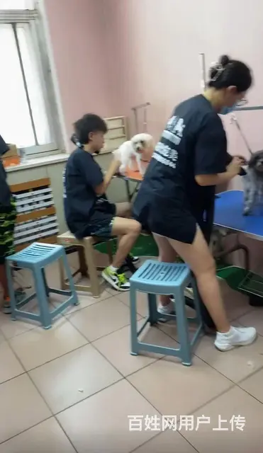 宠物美容师培训学校职业技能培训 - 图片