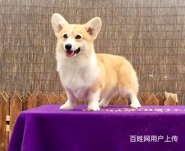 精品威尔士柯基犬出窝 三色柯基犬 纯种健康柯基犬 - 图片 1