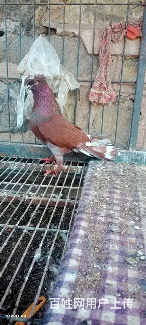 出售观赏鸽 - 图片 2