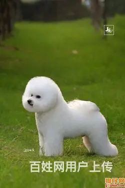 纯种比熊幼犬出售 驱虫疫苗已做好 全国送货上门 - 图片 1