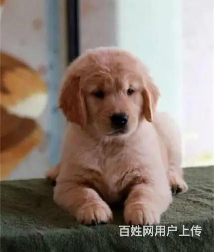 双血统金毛 签合同保纯种保健康 疫苗齐全、公母都有 - 图片 8