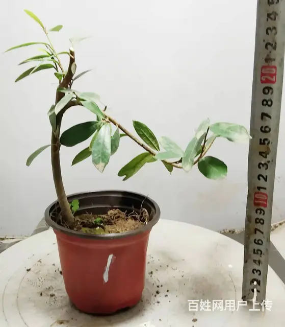 淘宝网盛世鑫毅植物园小叶迎春花水腊对节雀梅盆景老桩 - 图片 6