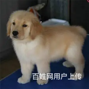 出售赛级大头金毛犬 纯正血统金毛幼犬 - 图片 3