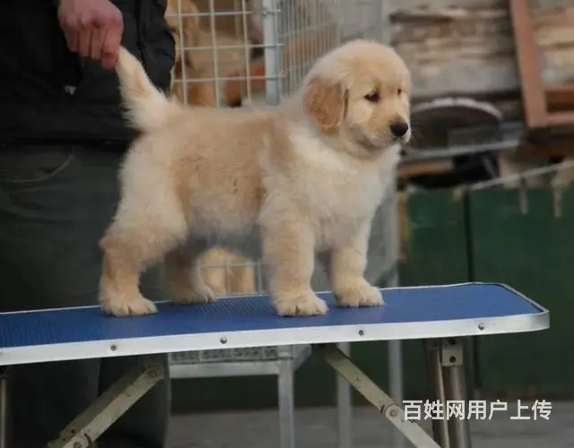 可爱金毛幼犬 保纯种 三针疫苗齐全 健康血统有保障 - 图片 2