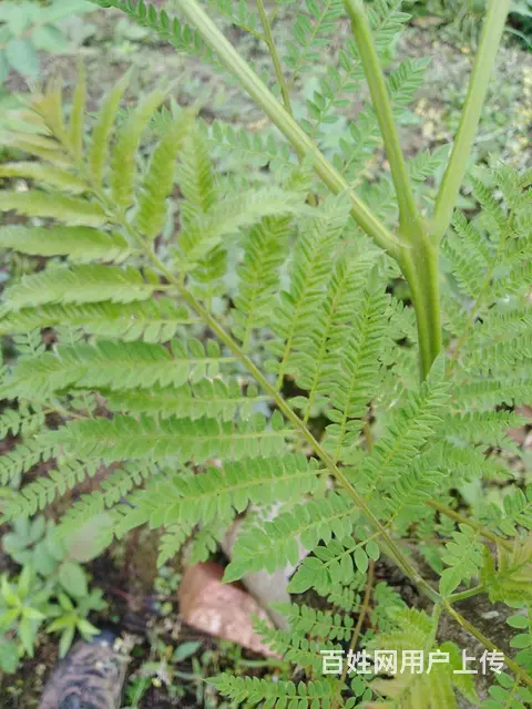 蓝花楹~树木出售 - 图片 3