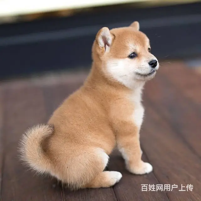 日本柴犬现货出售 进口种犬繁育 值得信赖 - 图片 4