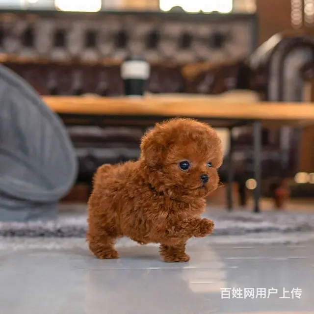 纯种泰迪出售看视频挑选 - 图片 2
