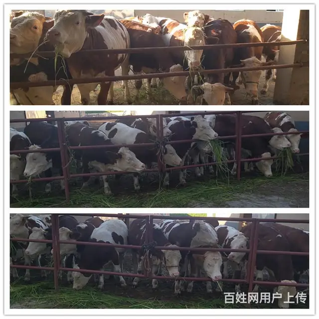 400斤 西门塔尔小公牛 多少一头 - 图片 2