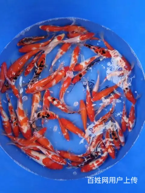苏州永乐锦鲤大量出售锦鲤鱼 - 图片 10