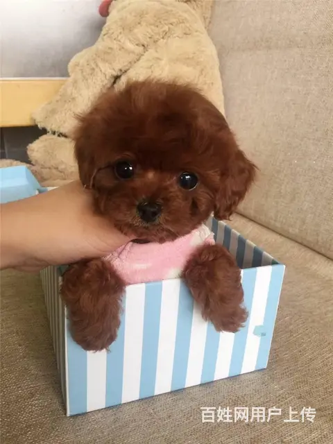 灰色泰迪 茶杯玩具泰迪犬可爱至极购买签协议 - 图片 6