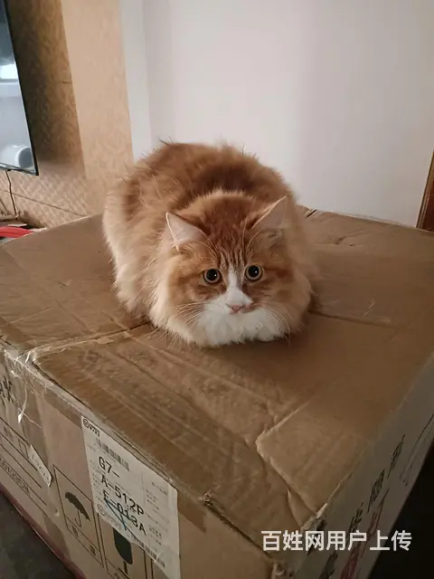 猫咪免费送 - 图片 1