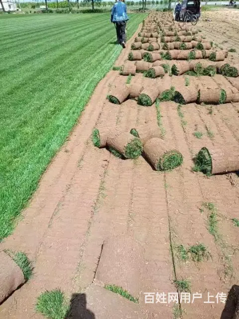 房山草坪基地销售草坪草坪价格 - 图片 4