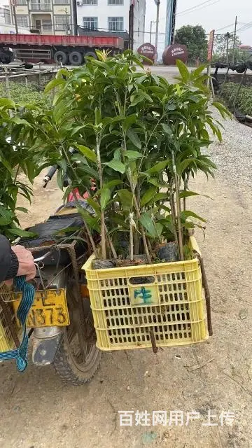 供应各种芒果树苗以及其他水果苗 - 图片 4