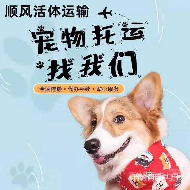 黔西南兴义宠物托运（猫狗）活体邮寄快递（2022宠物运输 ） - 图片 2