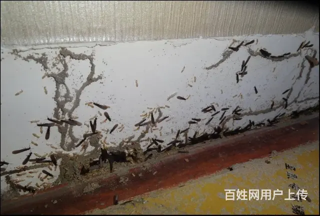 广州灭白蚁公司，去除白蚁窝，家里除白蚁 - 图片 3