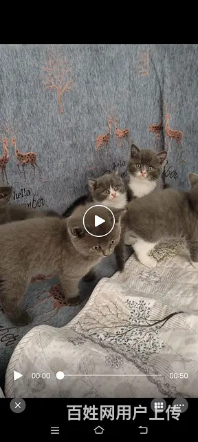 英短蓝猫 - 图片 4