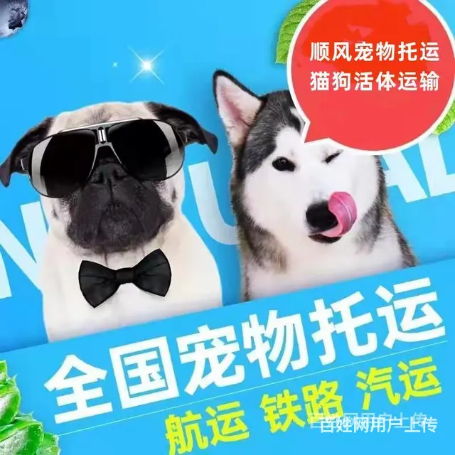 2022百色（猫狗）快递托运（宠物活体运输新*闻） - 图片 1
