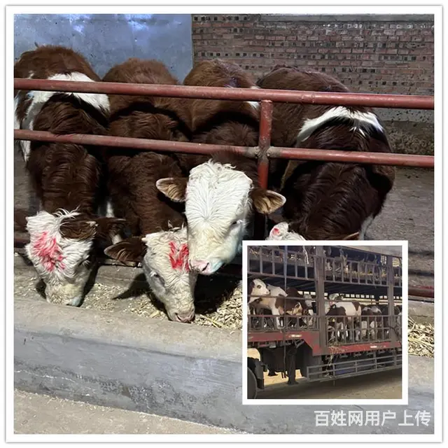 六百多斤 西门塔尔小母牛 出售 - 图片 1