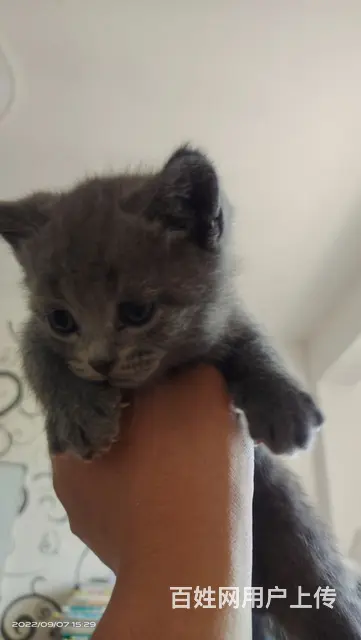 自家宠物猫  有大有小 - 图片 2