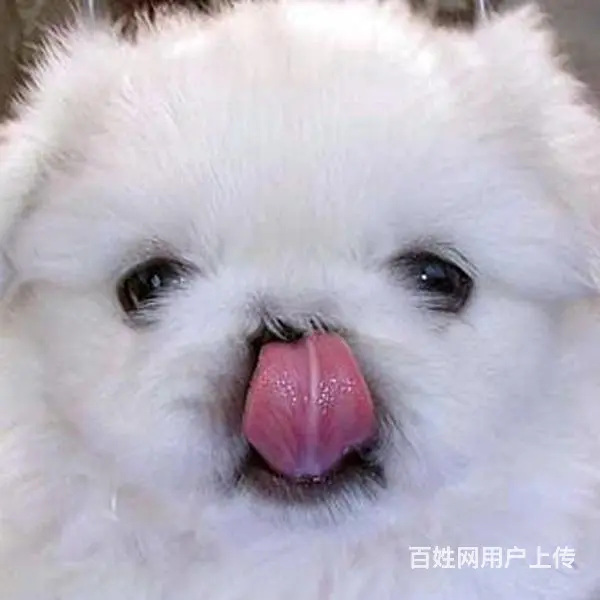 淮南【十年老店】常年繁殖优质血统京巴幼犬 - 图片 4