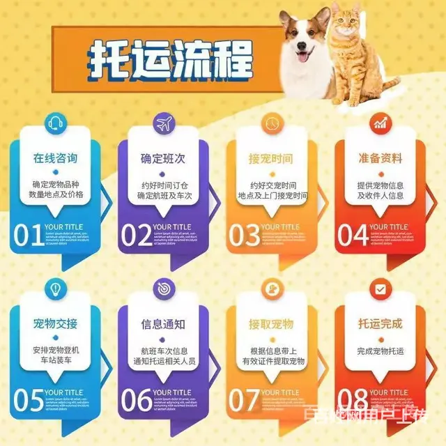 烟台龙口宠物托运（猫狗）活体邮寄快递（2022宠物运输 ）今 - 图片 2