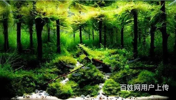 专业养护公司，家庭，大型工程鱼缸，兼卖鱼缸 - 图片 11