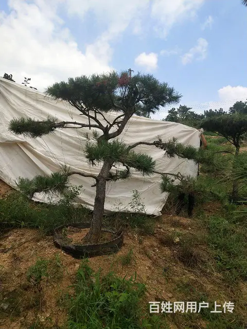 造型油松  造型松  景观松 - 图片 11