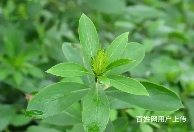 湖北百草堂苍术种植品质生活，好技术载你直奔财富门 - 图片 2