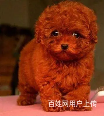 通辽泰迪多少钱一只 泰迪价格 茶杯犬泰迪 泰迪幼犬 - 图片 5