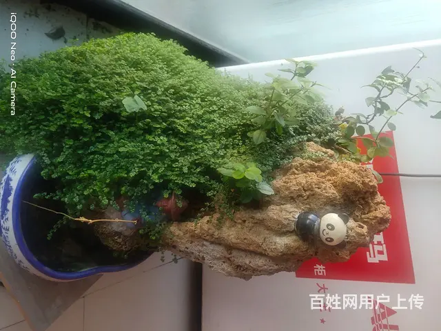 自己家养的花 - 图片 6